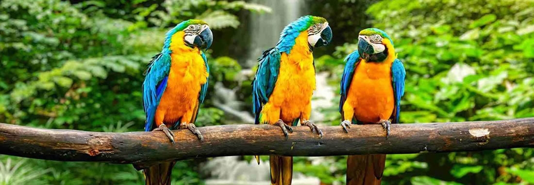 DELFIN – RIO AMAZONAS